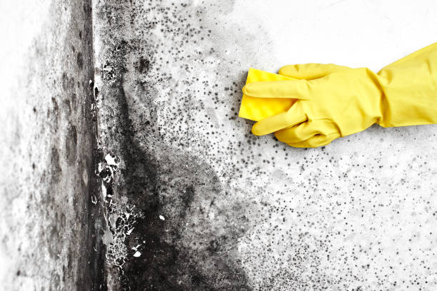 Trusted Harvey, ND Mold Removal Experts